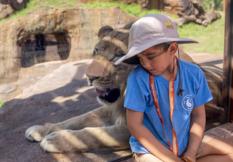 Busch Gardens Lion and Hyena Ridge Little boy by lion 2