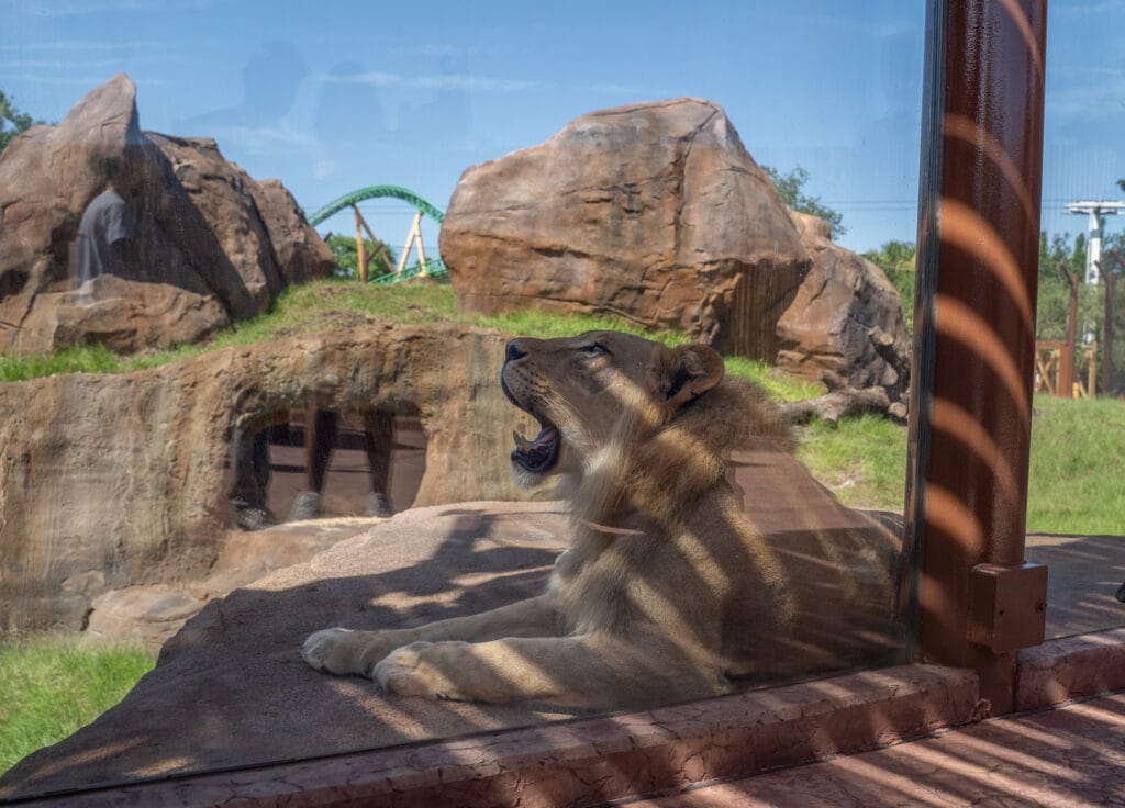 See Lou the lion at Lion & Hyena Ridge at Busch Gardens Tampa Bay. Photo by Laura Byrne