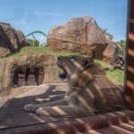 See Lou the lion at Lion & Hyena Ridge at Busch Gardens Tampa Bay. Photo by Laura Byrne