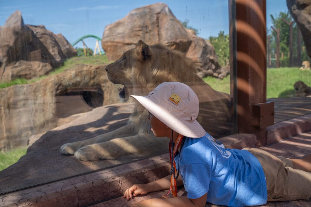 Busch Gardens Lion and Hyena Ridge Ray's son with Lou the lion 4 WEB