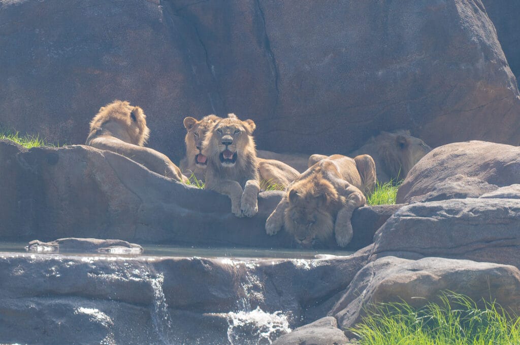 The coalition of brothers relaxing near the water in Lion & Hyena Ridge, cooling rocks n featuring, and even taking sips of the water! Photo by Laura Byrne.