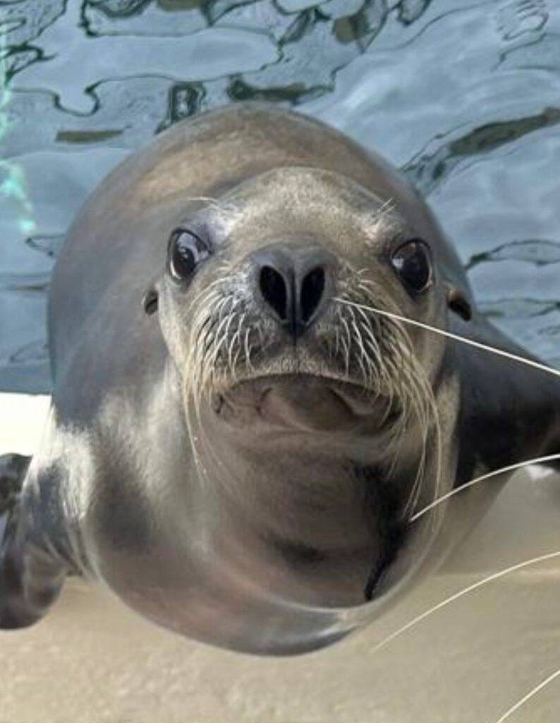 Meet Wahoo the sea lion at Clearwater Marine Aquarium.