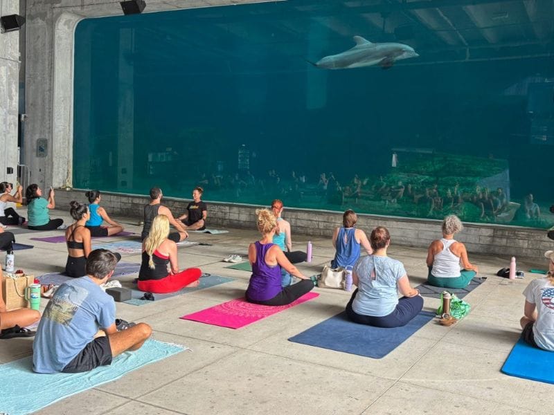 Dolphin Yoga at CMA is coming up in August in Clearwater!