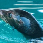 What's new at Clearwater Marine Aquarium in 2026 Sea Lions