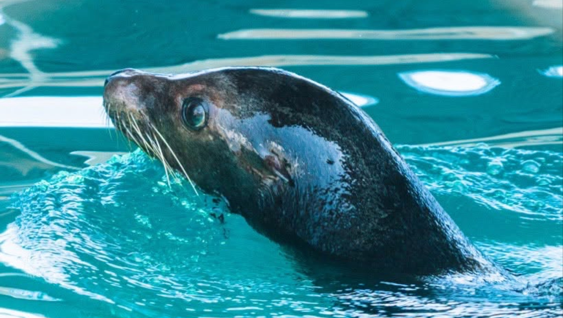 What's new at Clearwater Marine Aquarium in 2026 Sea Lions