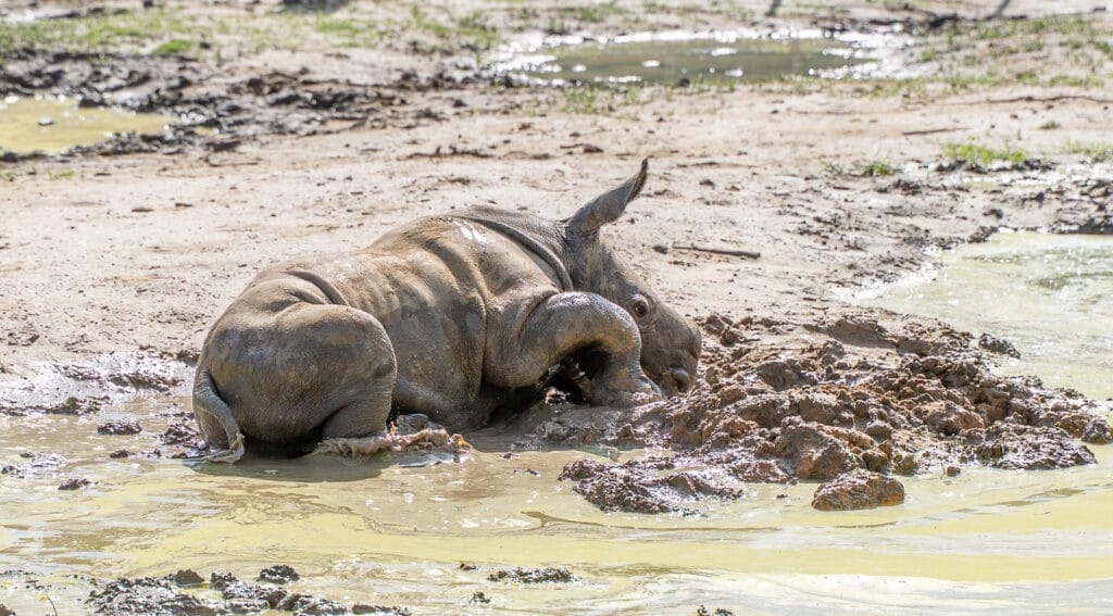 Rhino Malaika wallows in the mud at ZooTampa