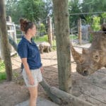 ZooTampa Baby Boom new baby rhinos