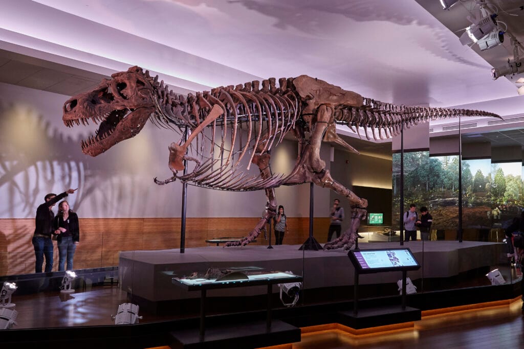 SUE: The T. rex Experience