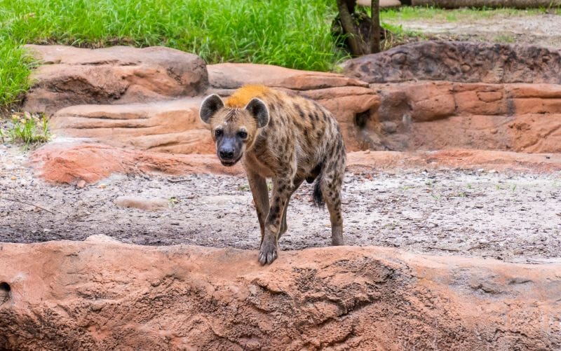 Hyenas Lion & Hyena Ridge