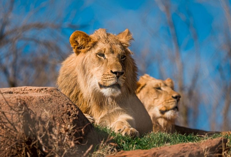 BGT Lion & Hyena Ridge