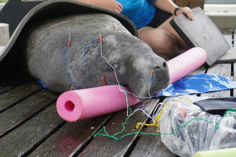 ZooTampa veterinarian using acupuncture to help heal zoo animals