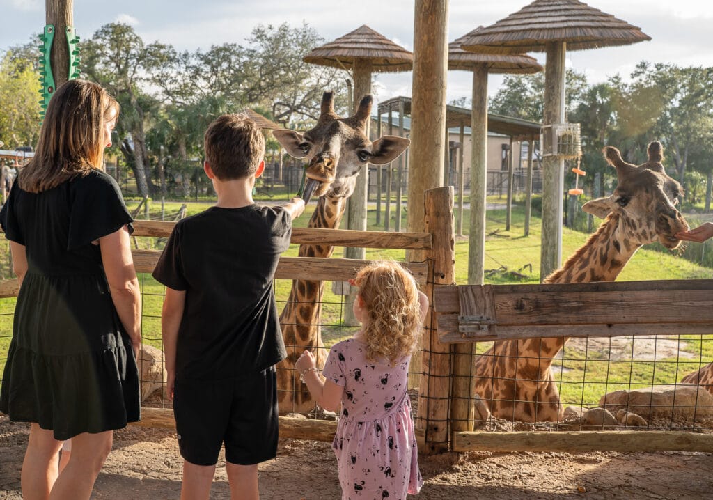 ZooTampa Creatures of the Night Giraffee feeding mom and two kids