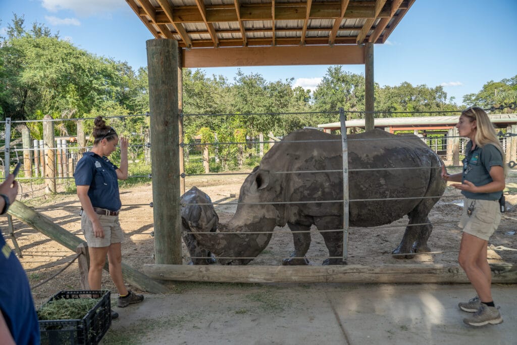 ZooTampa Creatures of the Night Rhino Enounter