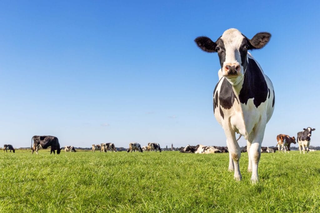 Florida dairy farmers