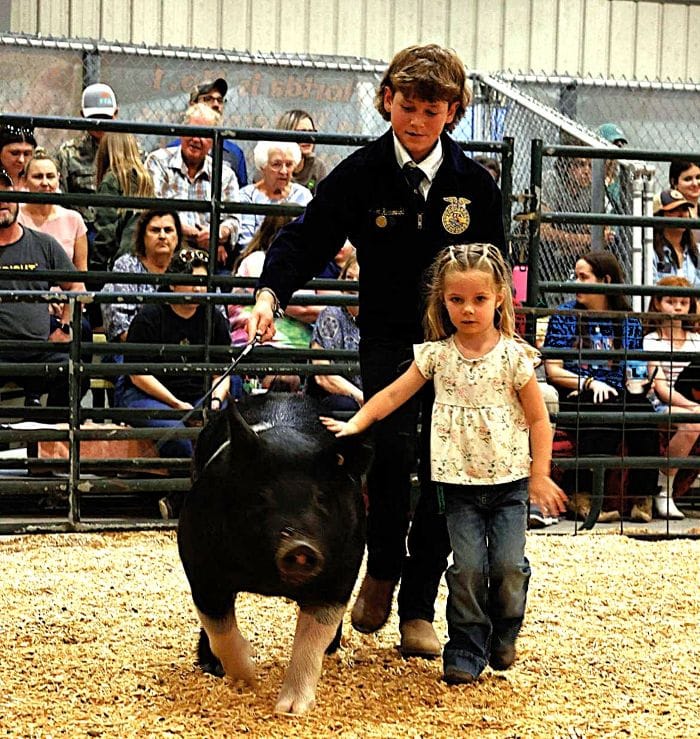 A young girl and boy leading a show pig around an arena at the Hillsborough County Fair